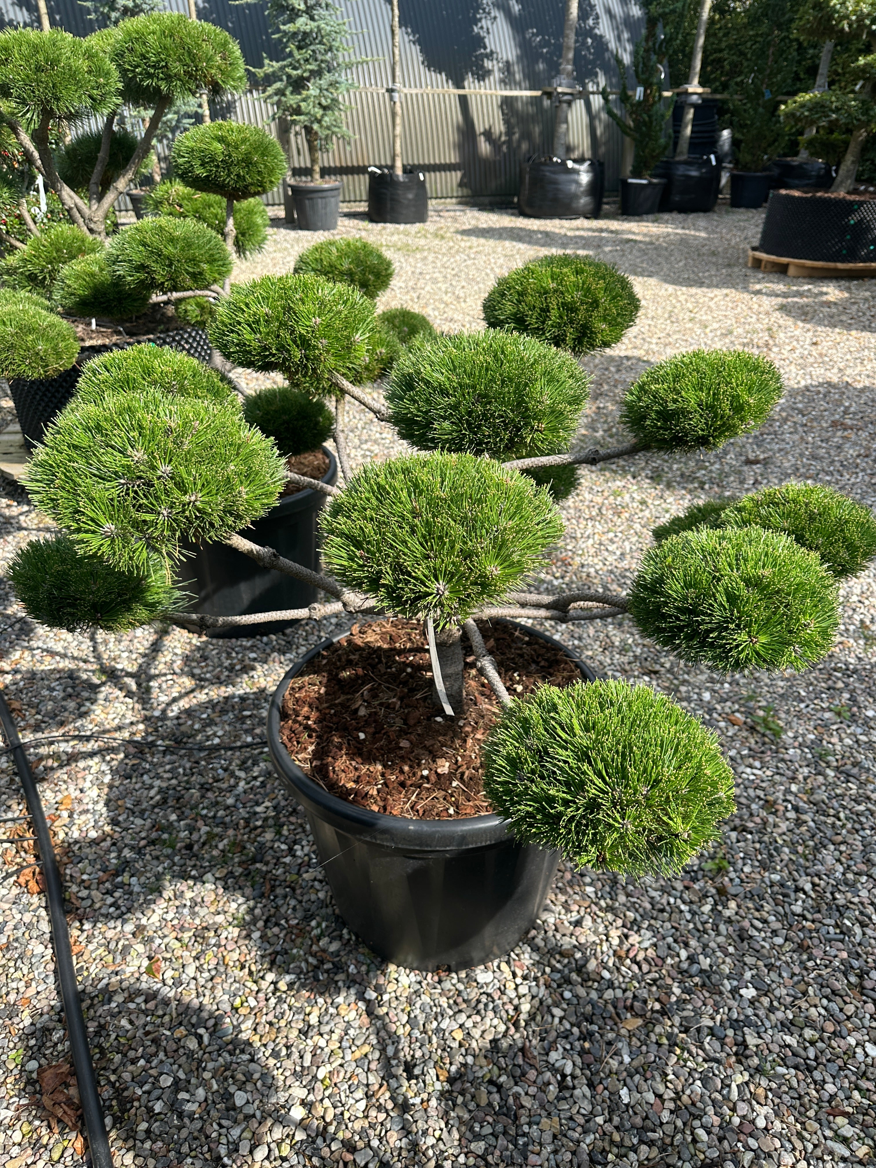 Pinus nigra Brepo dværgfyr som står skarpt og tæt om efteråret med sit blivende mørkegrønne nåledække.