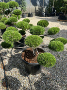 Pinus nigra Brepo dværgfyr som står skarpt og tæt om efteråret med sit blivende mørkegrønne nåledække.