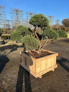 Flot skulpturel bonsaiklippet Dværg Skovfyr, Pinus sylvestris Watereri