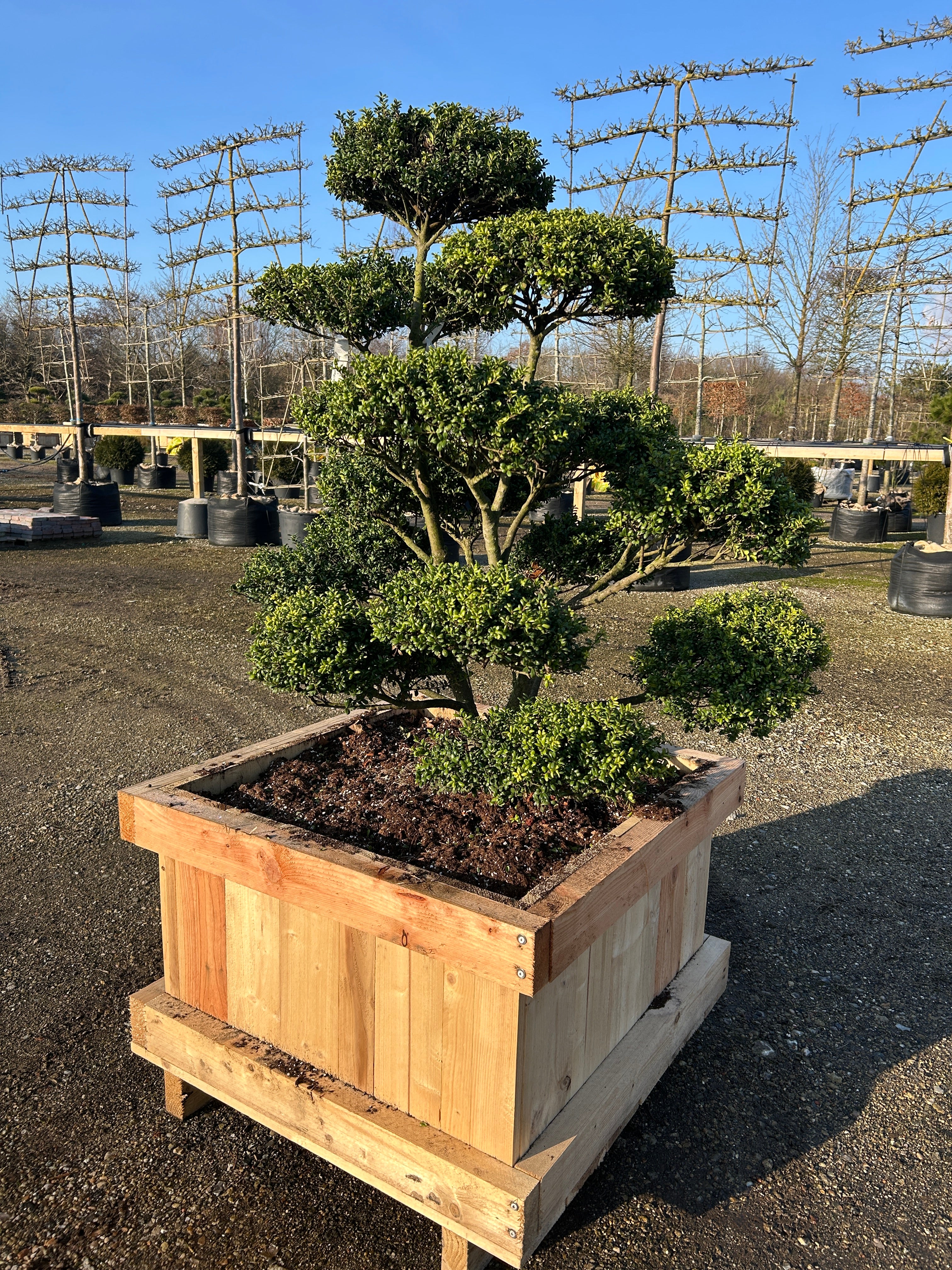 Bonsaiklippet Ilex crenata Convexa, Stedsegrøn japansk kristtorn
