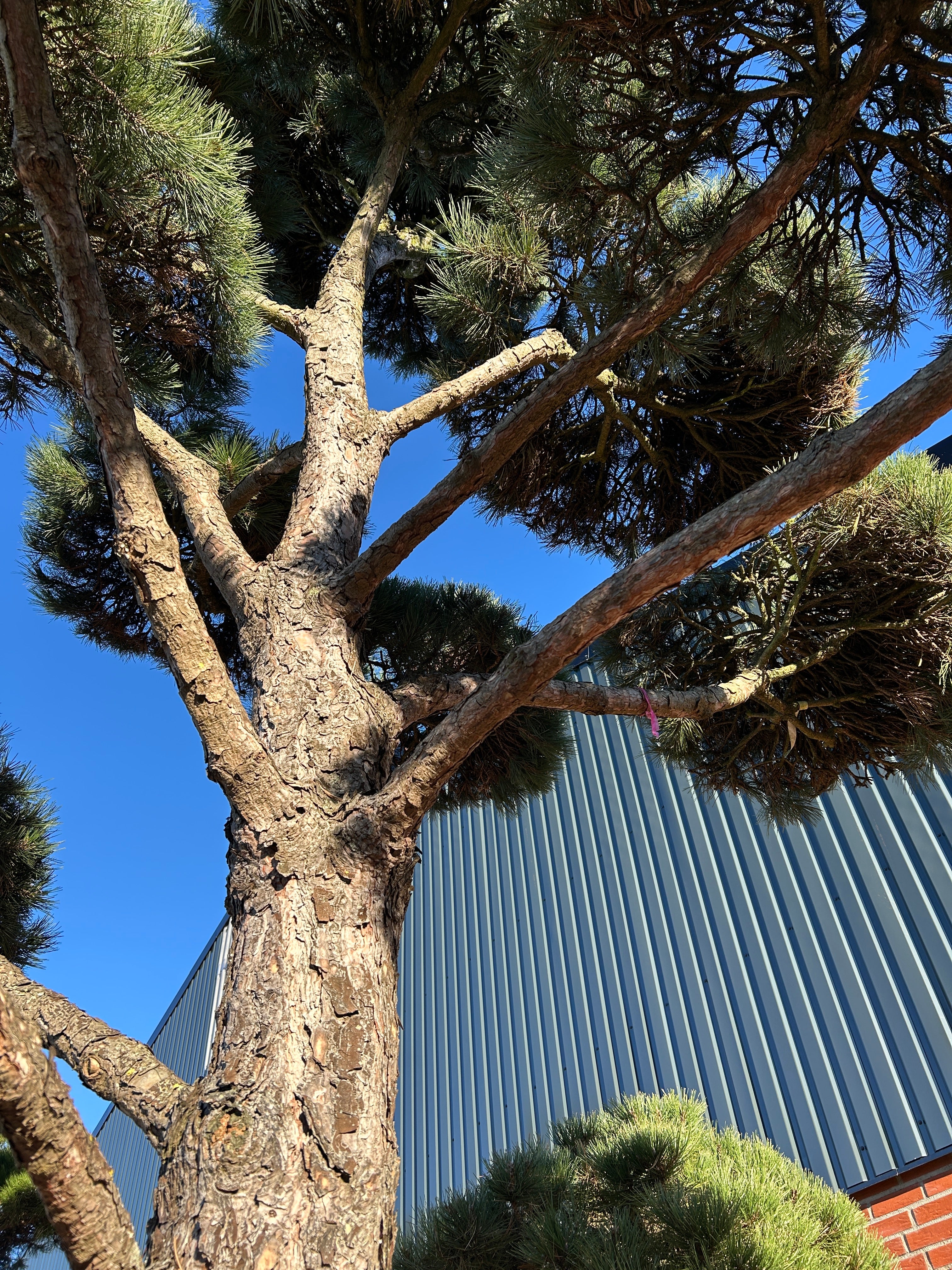 Smuk gråbrun bark på bonsai Østrigsk fyr