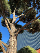 Smuk gråbrun bark på bonsai Østrigsk fyr