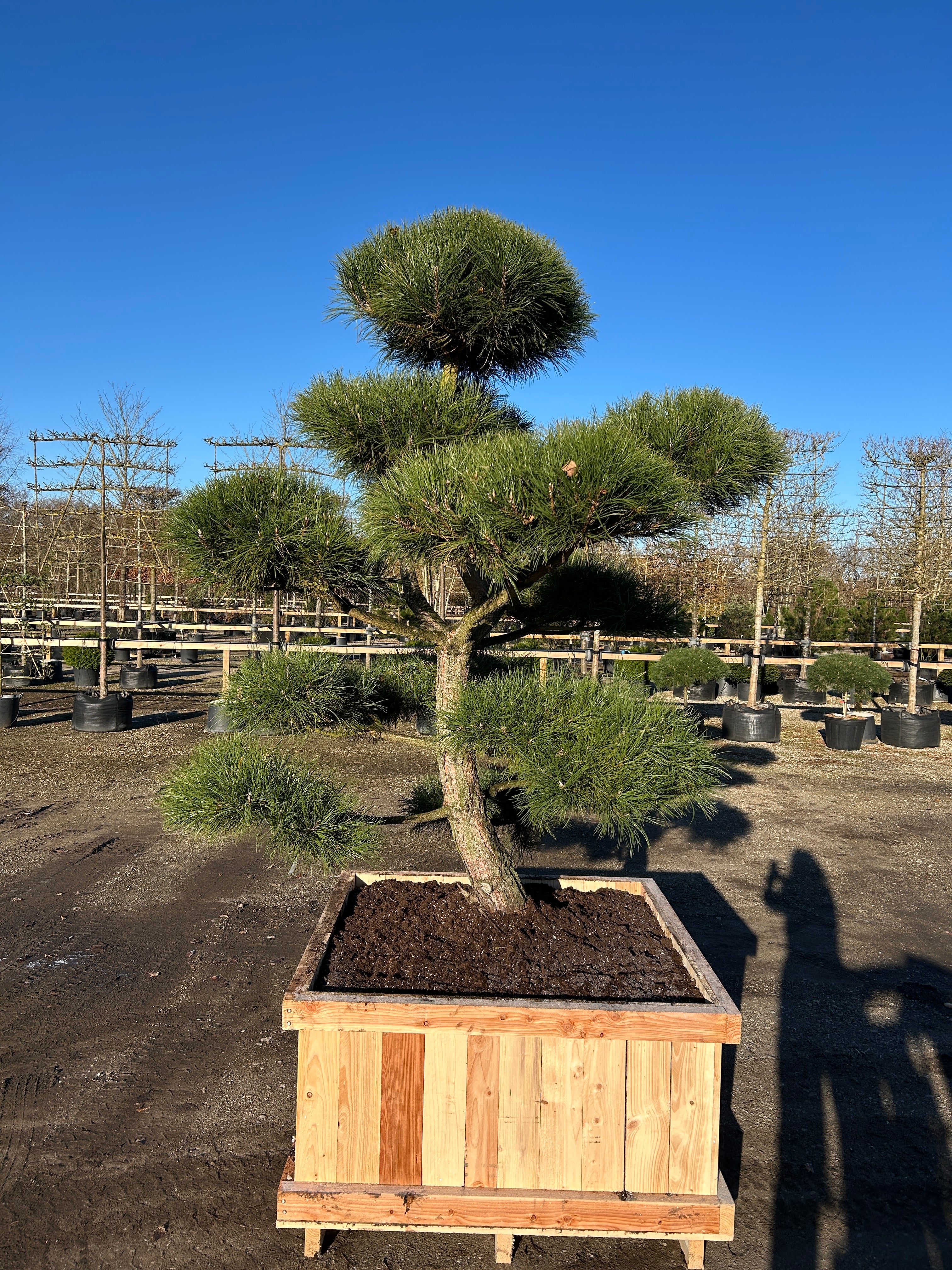 Bonsaiklippet skulpturel Østrigsk fyr, Pinus nigra nigra med flot fordeling af puder 