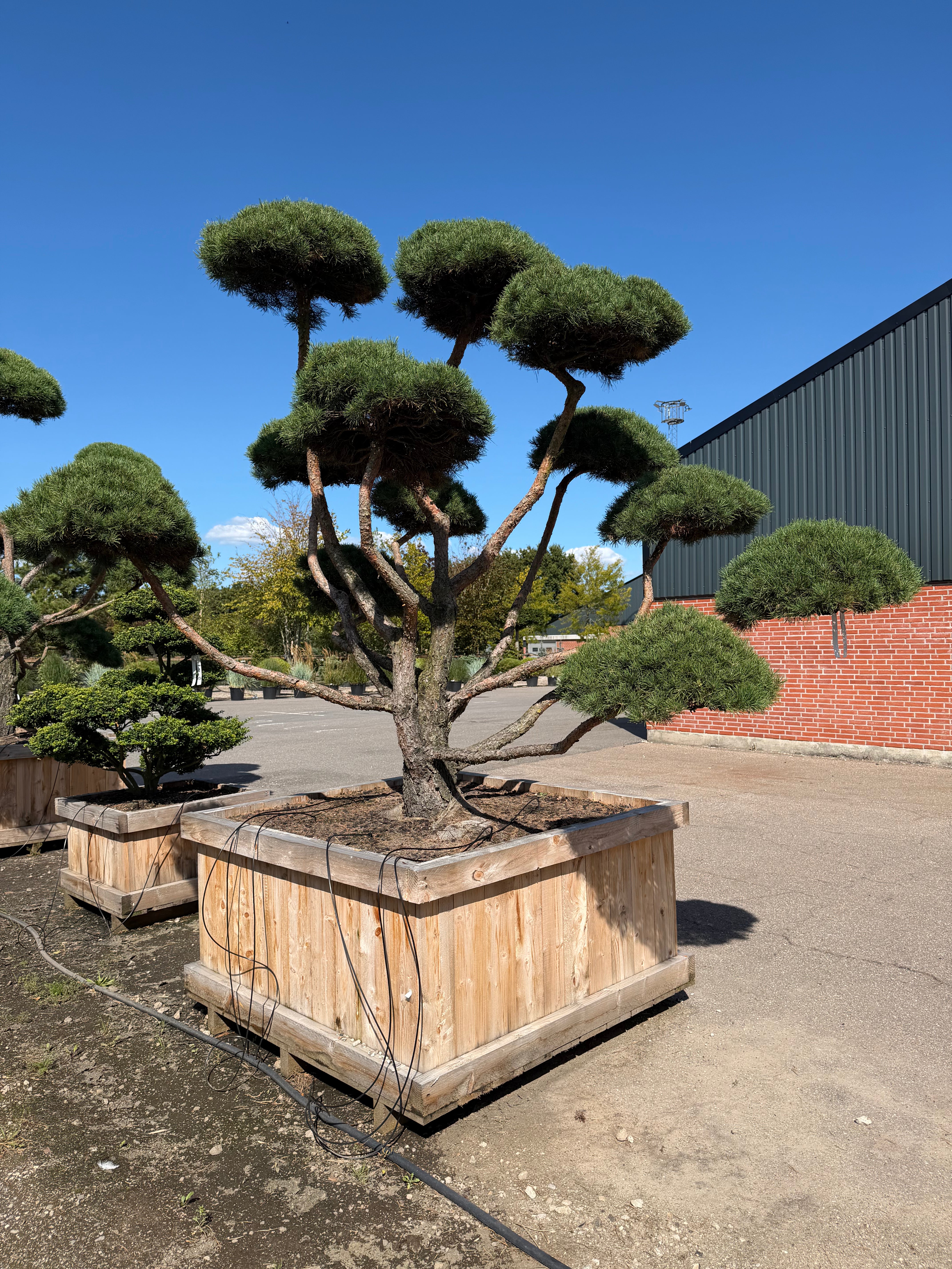 Formklippet Pinus sylvestris Norske havebonsai med en skulpturel, kroget stamme og tætte, skyformede nålepuder opdelt i tydelige etager.