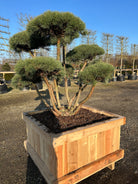 Bonsaiklippet Pinus sylvestris, Skovfyr, skulpturel og smuk i haven eller forhaven som havens skulptur