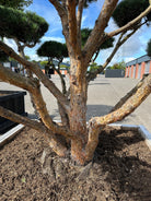 Formklippet skovfyr 'Watereri' som havebonsai med en markant, kroget stamme med rødbrun bark og fritlagte grene med tætte, skyformede nålepuder.