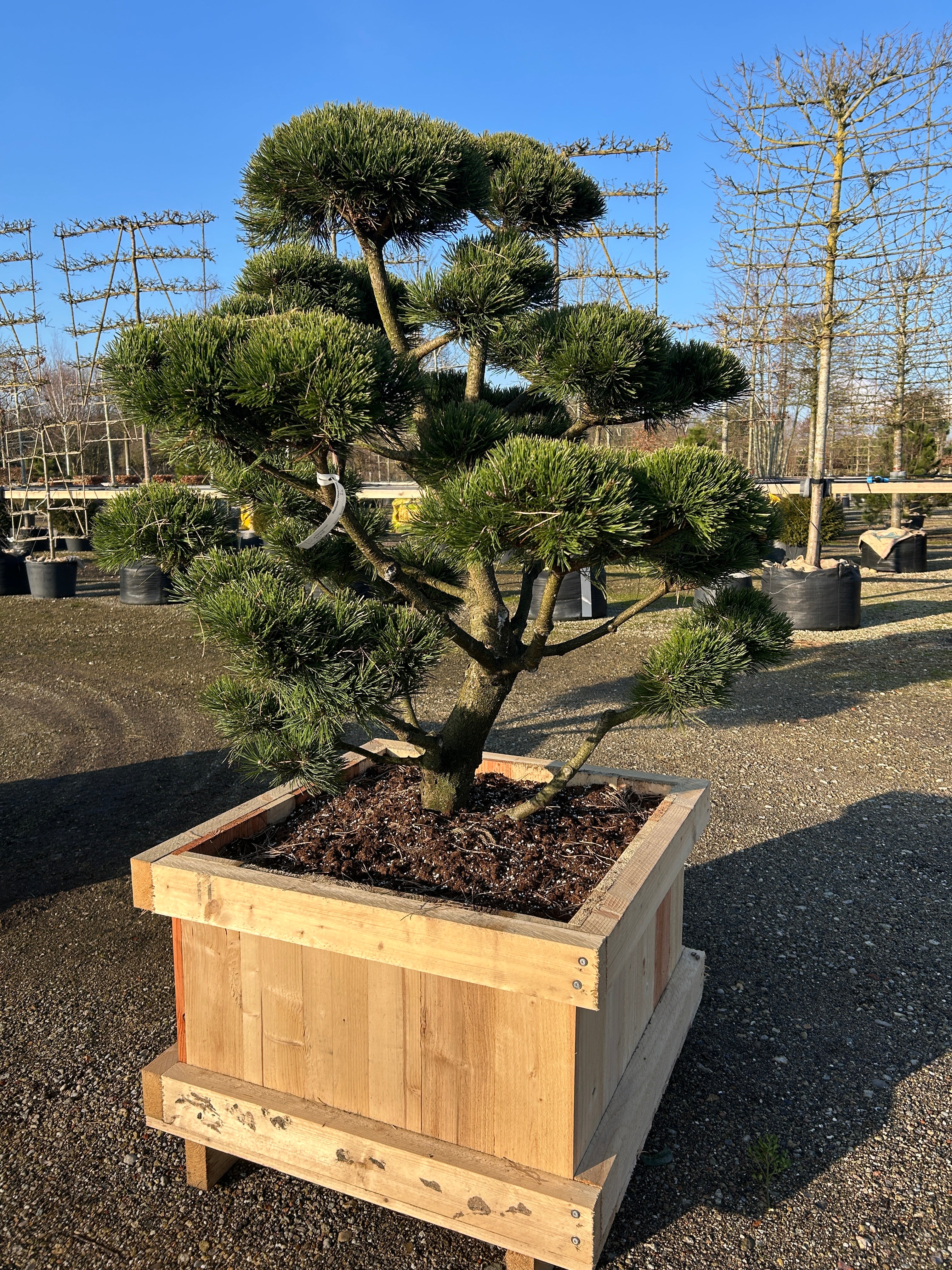 Bjergfyr bonsai med ru bark og tætte grønne nåle.