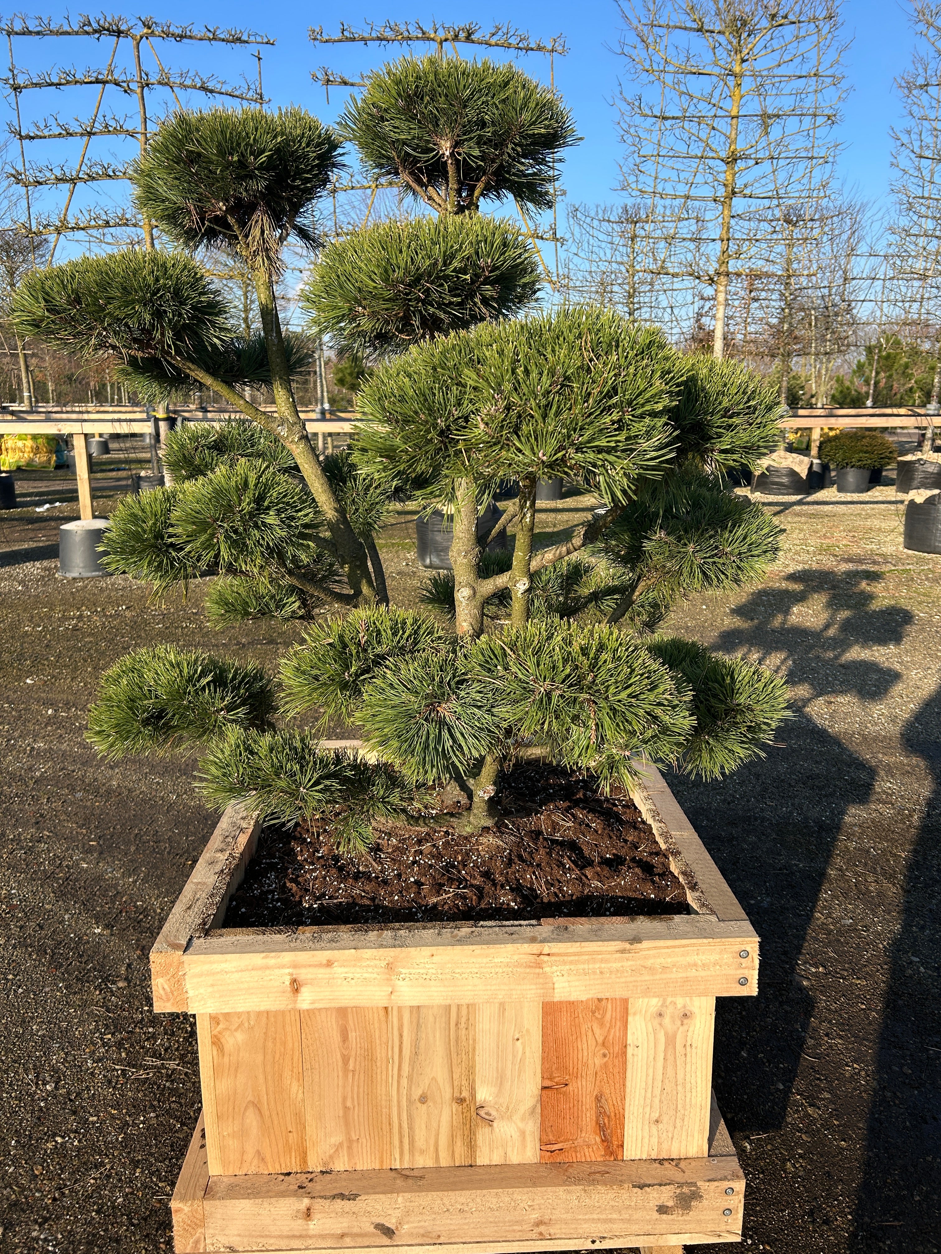 bonsai bjergfyr med lav vækst og dybgrønne nåle.