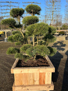 bonsai bjergfyr med lav vækst og dybgrønne nåle.
