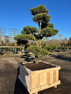 Dekorativ og skulpturel bonsai skovfyr, med flotte fyldige puder og en pæn fordeling.