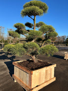 Skulpturel bonsaiklippet Skovfyr, puderne smukt fordelt, gråbrune bark, lange grønne nåle 