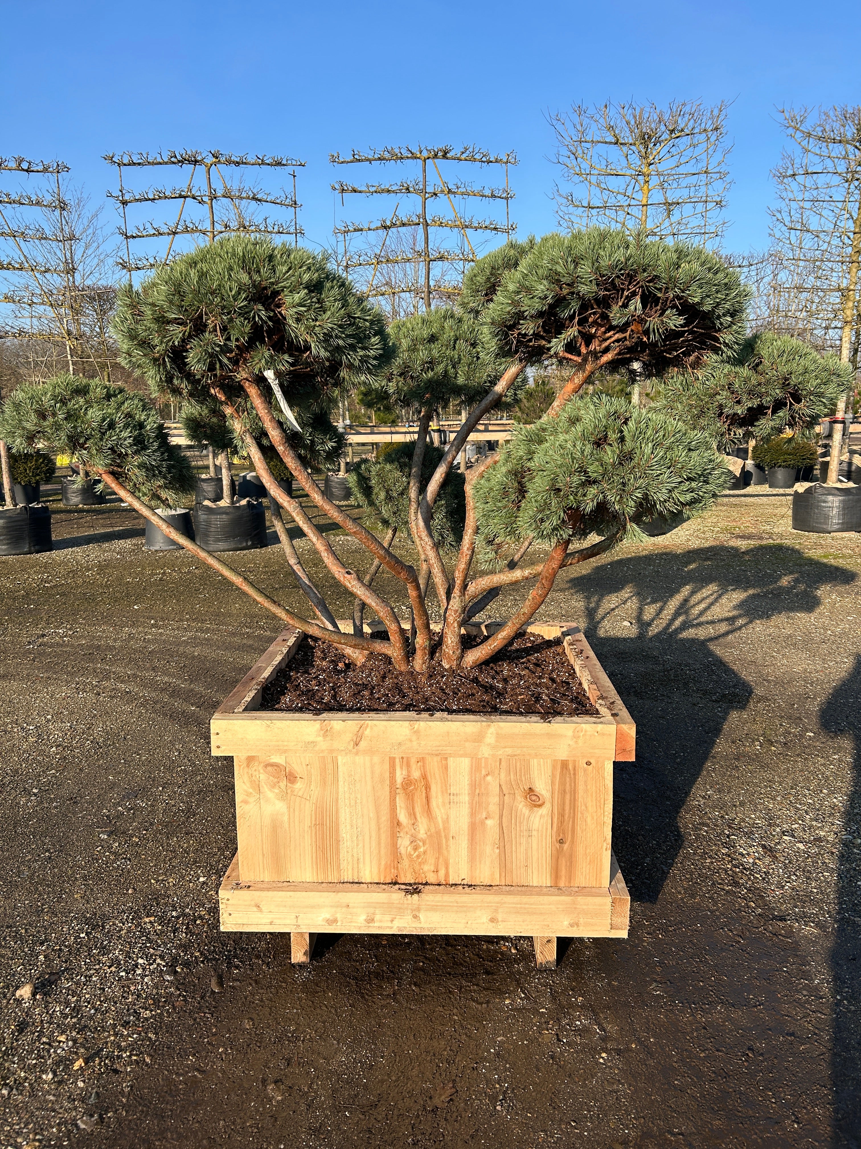 Bonsaiklippet Dværg skovfyr med smukke forgreninger. 