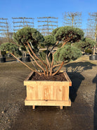 Bonsaiklippet Dværg skovfyr med smukke forgreninger. 