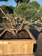 Skulpturelle forgreninger på bonsaiklippet Dværg skovfyr. 