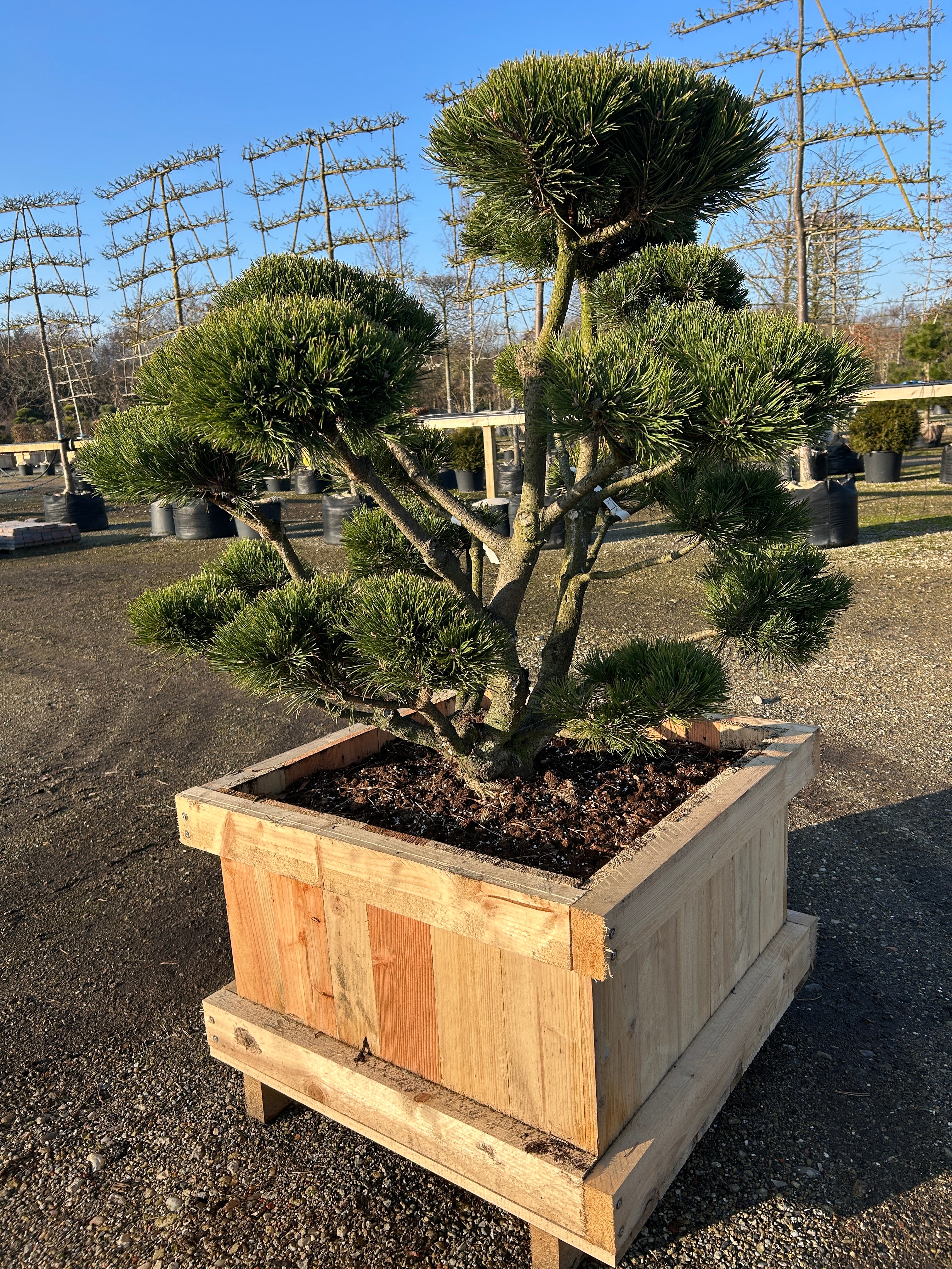 Bjergfyr formet som bonsai med kraftig stamme og tætte grønne nåle.