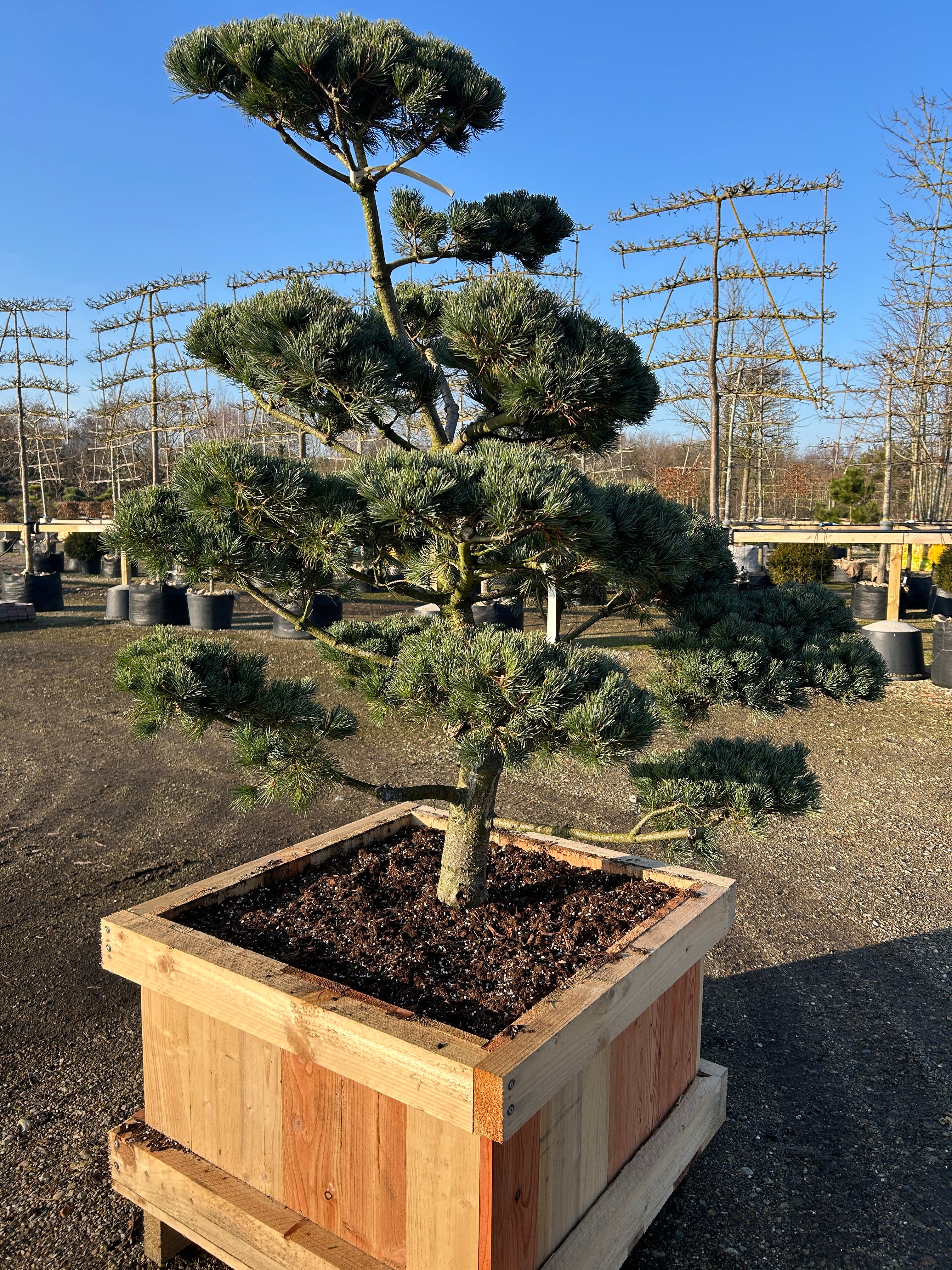 Bonsaiklippet skulpturel penselfyr, Pinus parviflora Glauca med flotte kraftige puder. 