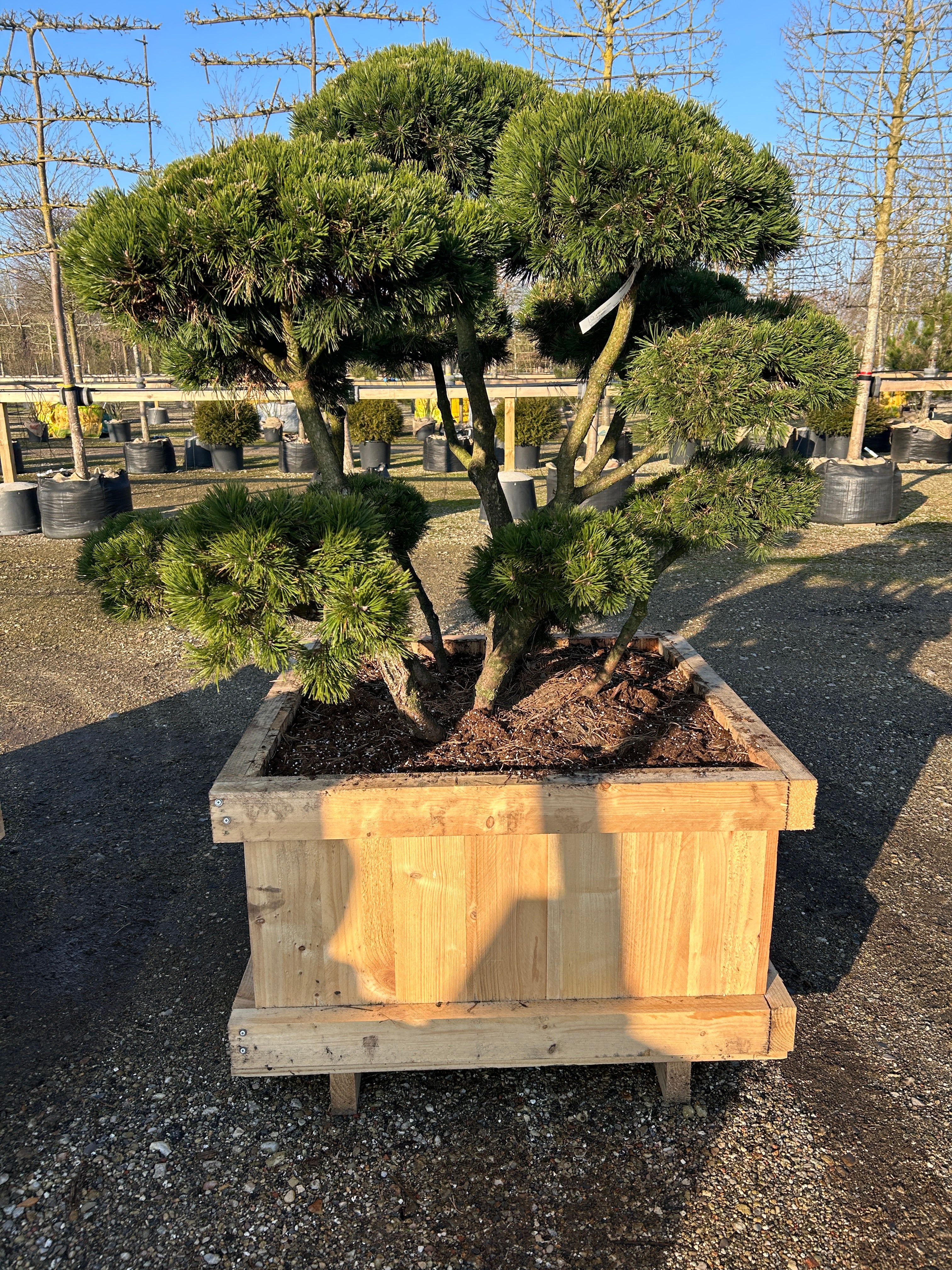 Skulpturel bonsaiklippet Bjergfyr, Pinus mugo Gnom, kompakt og dekorativ. 