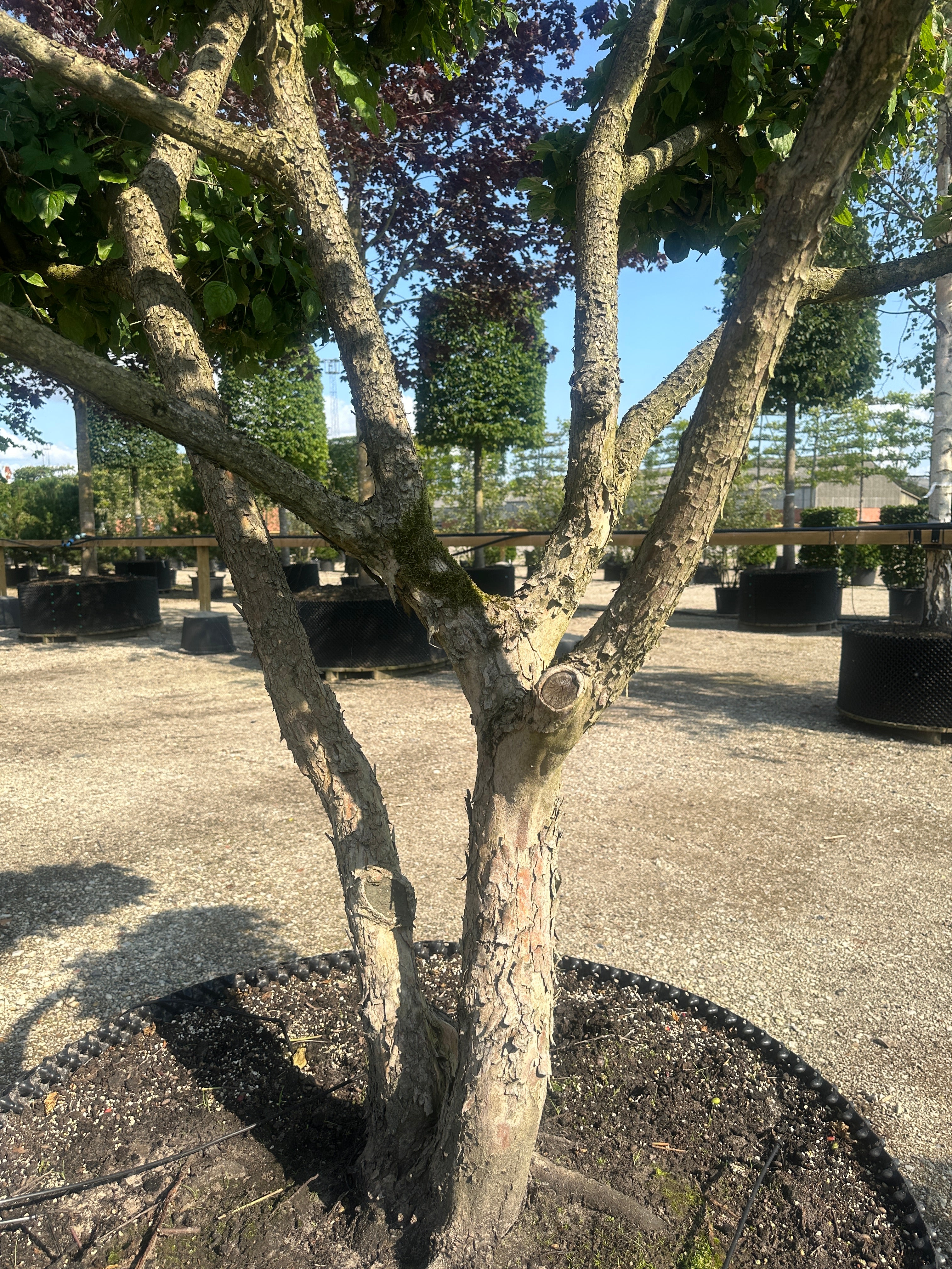 Bonsaiklippet Kirsebærkornel, Cornus Mas med flor afskallende bark med kraftige stammer. 