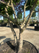 Bonsaiklippet Kirsebærkornel, Cornus Mas med flor afskallende bark med kraftige stammer. 