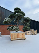 Bonsai Østrigsk fyr med sne på puderne som skaber en hyggelig stemning. 