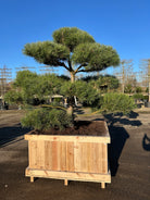 Flot skulpturelt Østrigsk fyr, Pinus nigra nigra, havens skulptur med flotte puder