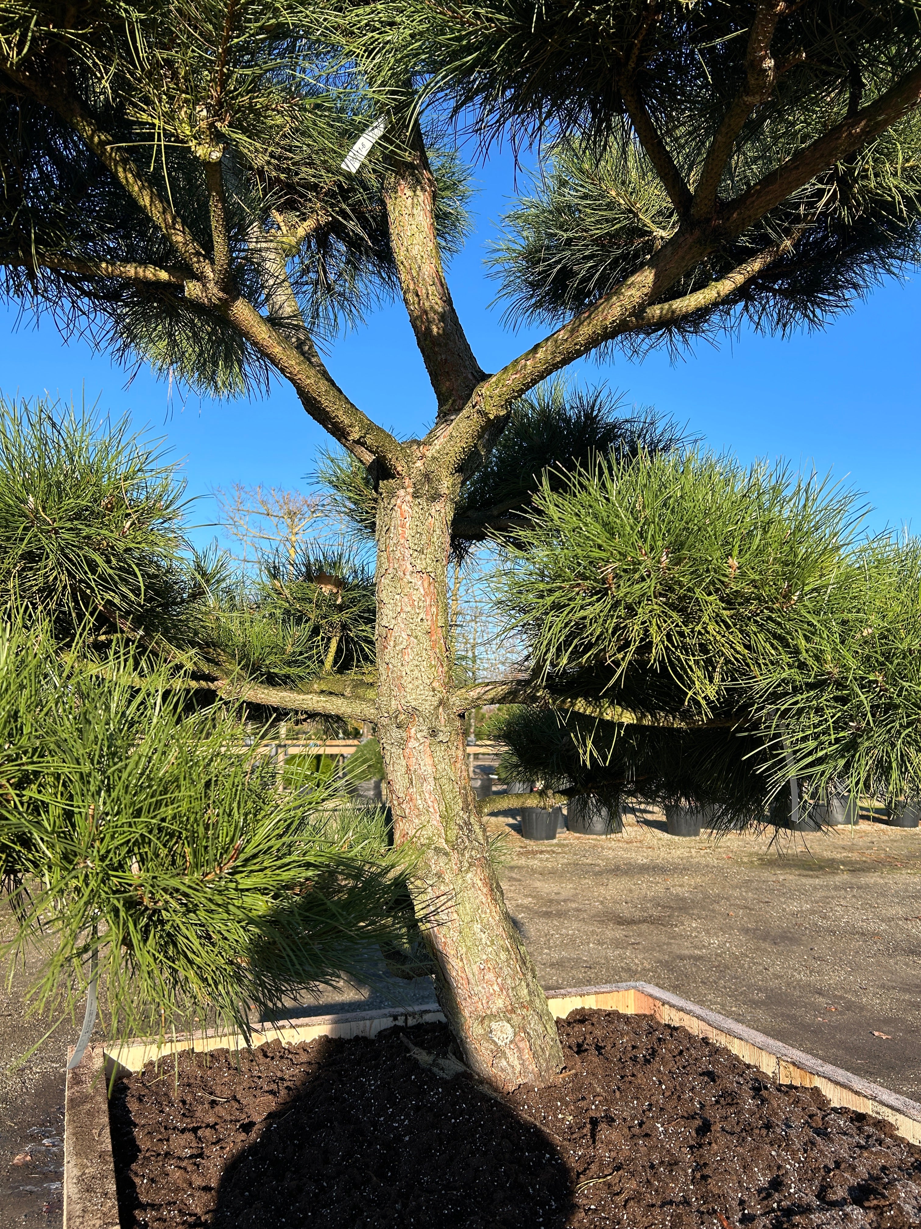 smuk naturlig vokset bonsaiklippet Østrigsk fyr, pinus nigra nigra. 