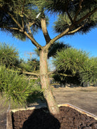 smuk naturlig vokset bonsaiklippet Østrigsk fyr, pinus nigra nigra. 