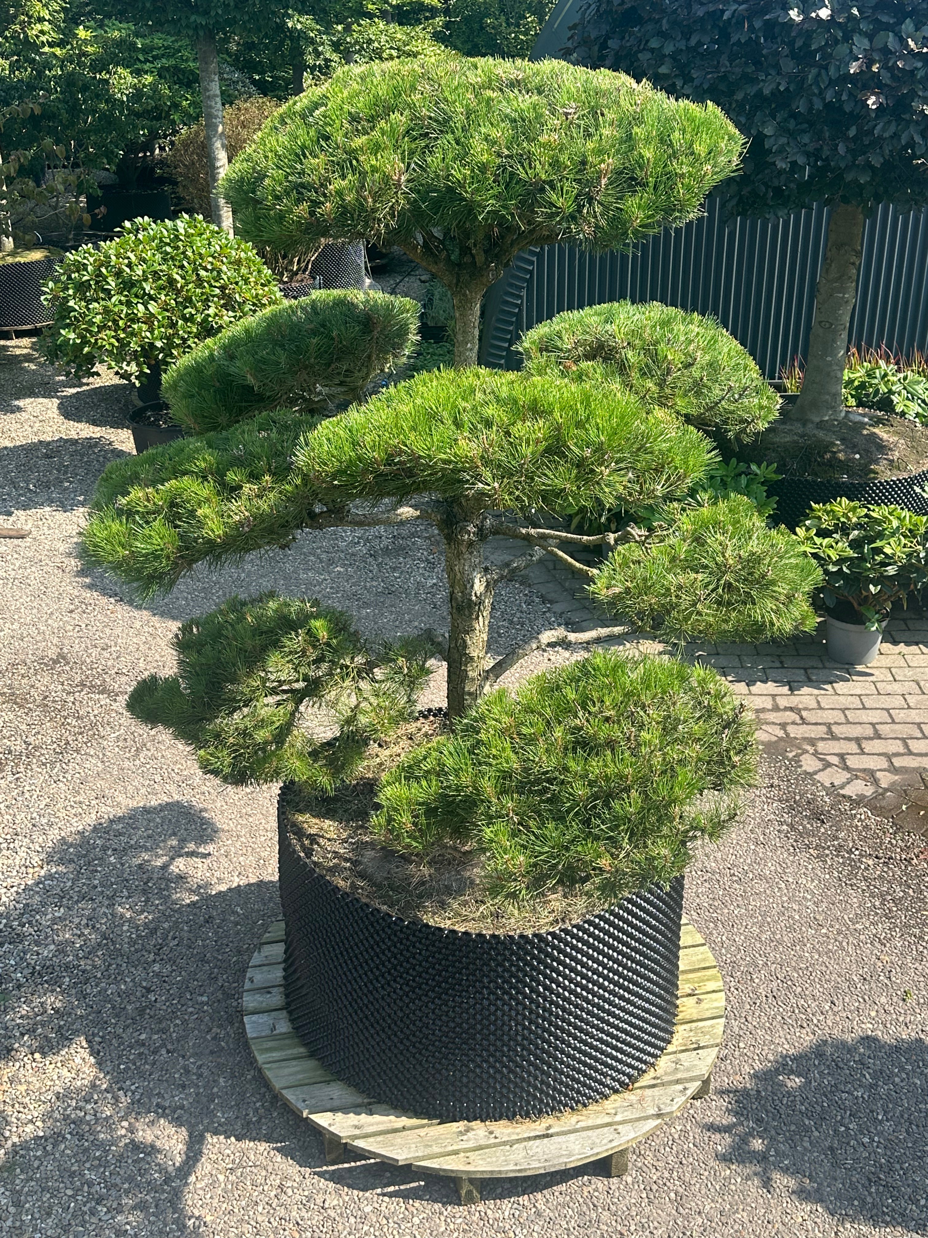 Pinus nigra nigra, Østrigsk fyr, Total Højde 200-225 cm, Kronebredde 200-225 cm, Bonsaiklippet