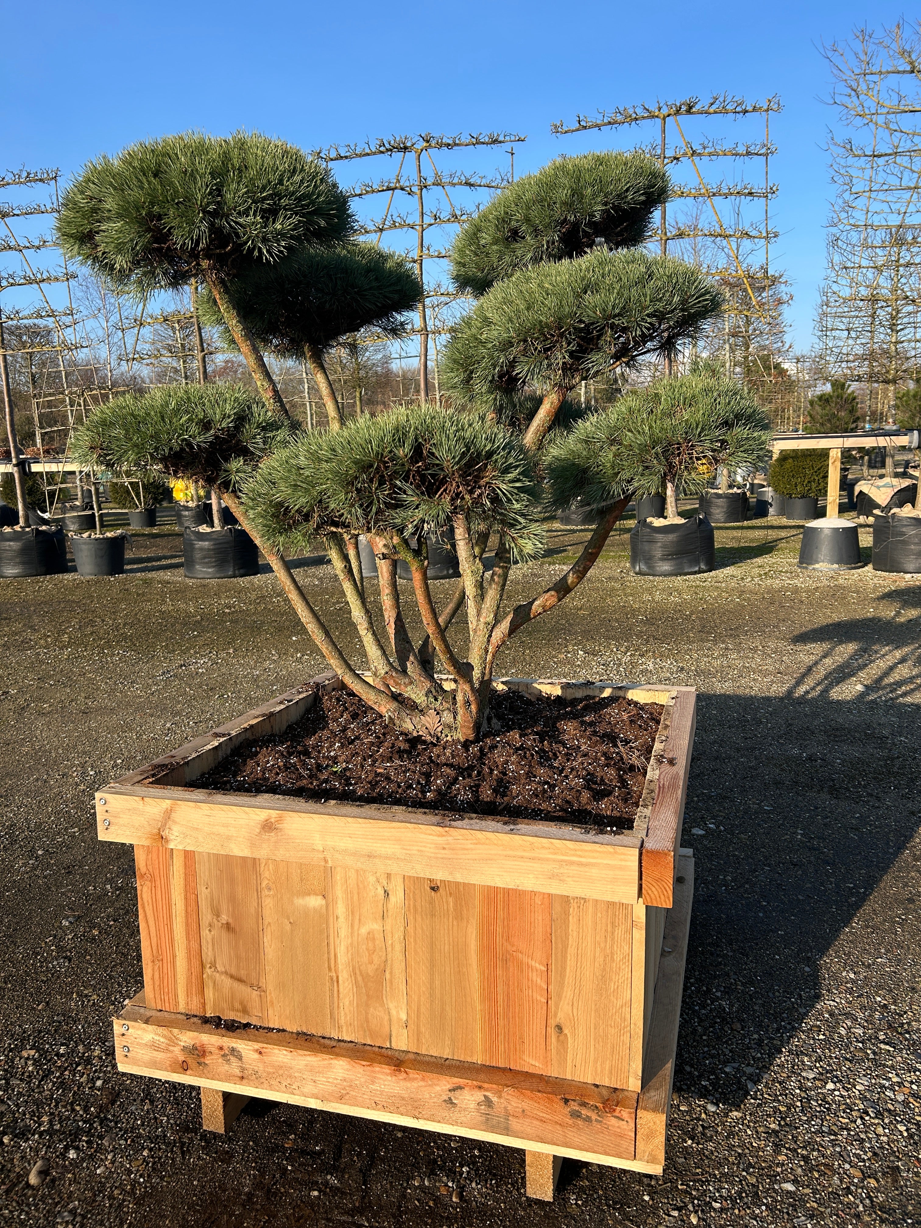 Bonsai skovfyr, Pinus sylvestris, skulpturel og dekorativ til en centrum placering. 