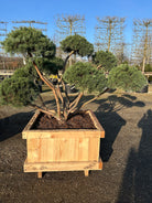 Bonsai Dværg skovfyr, med forgreninger ved jordkanten. med mange smukke puder der giver en meget bredde. 