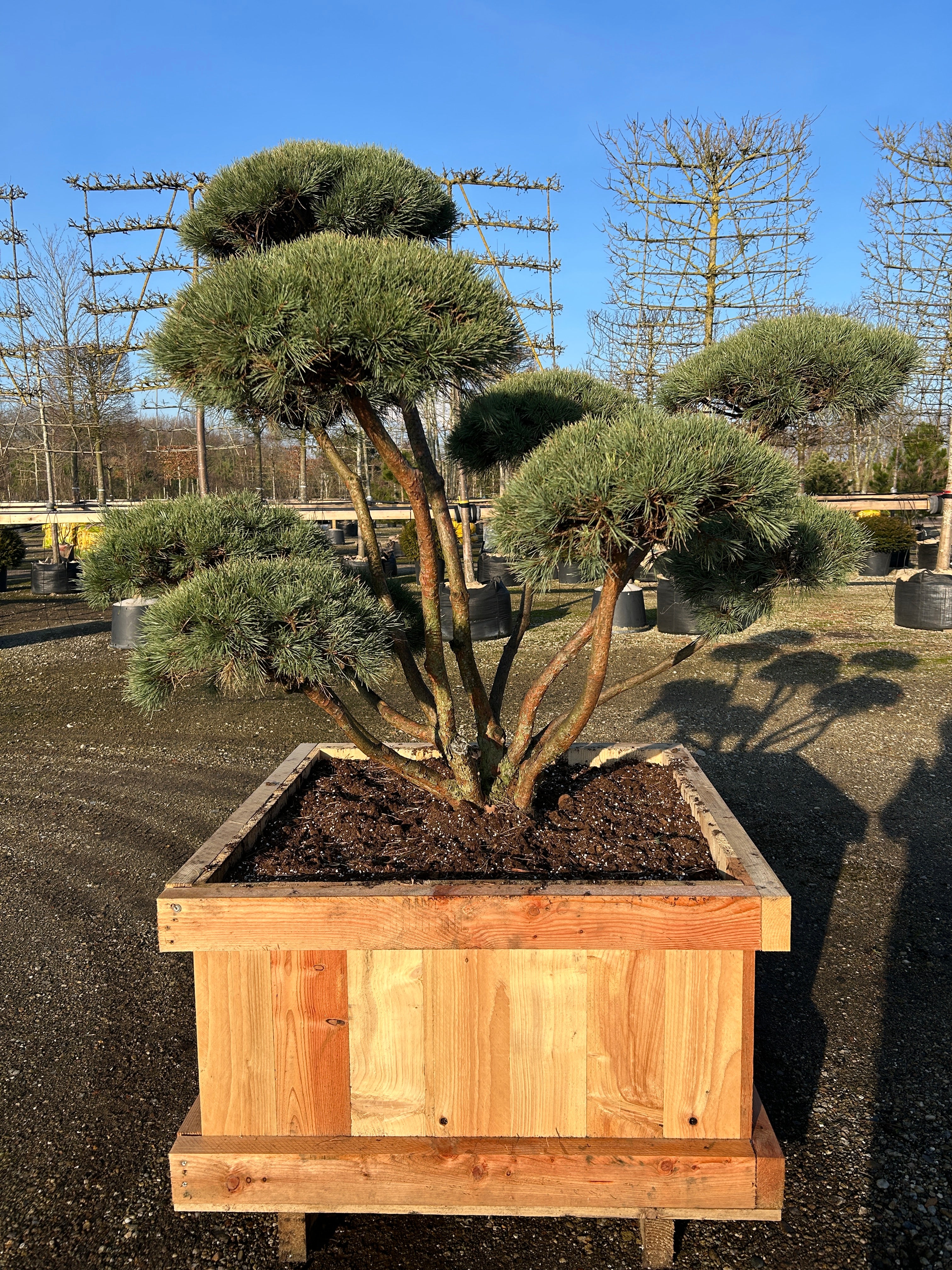 Smuk bonsaiklippet Dværg skov fyr, havens skulptur med mange forgreninger og flotte rødbrune bark. 
