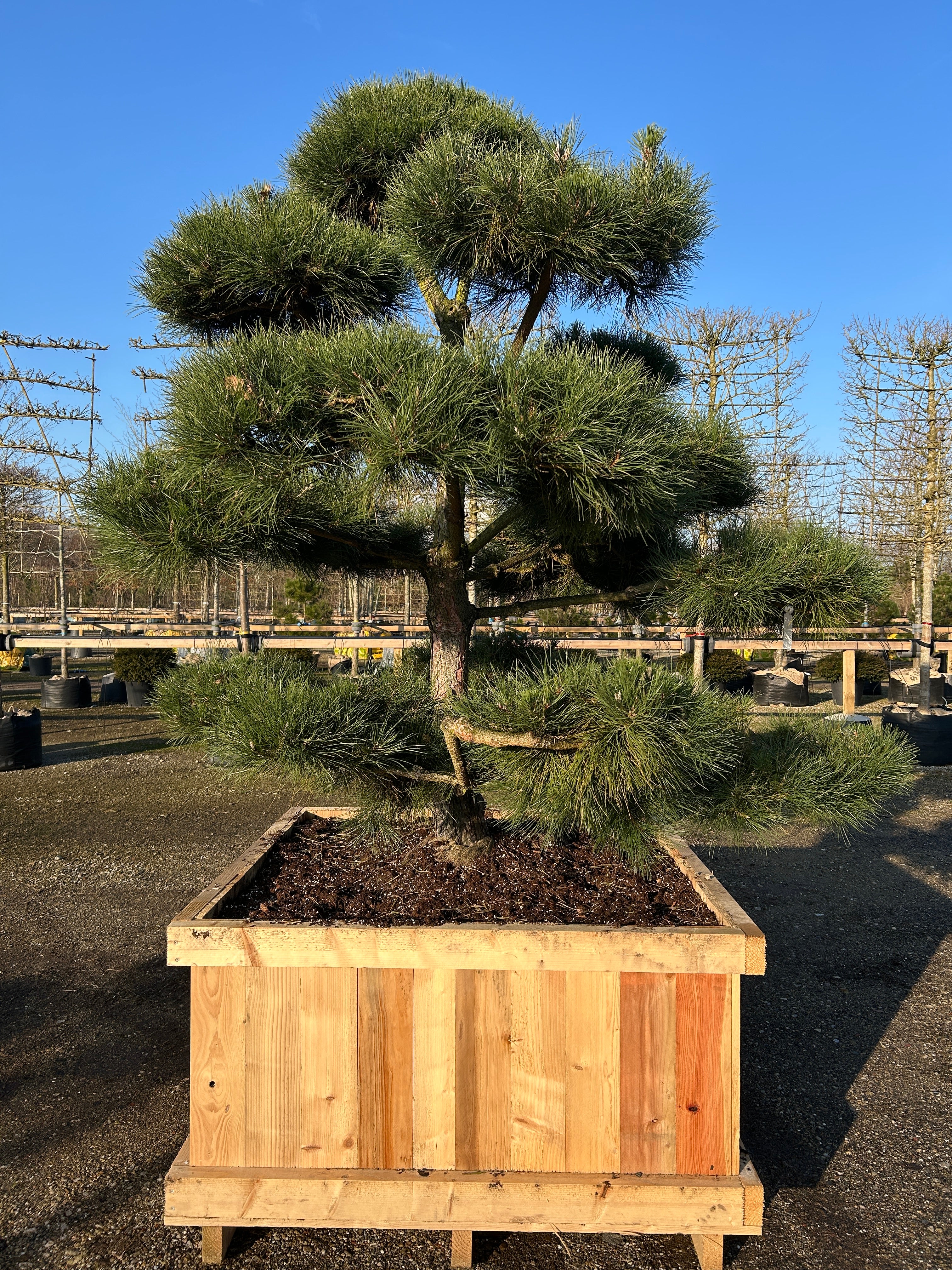 Dekorativ skulpturel bonsaiklippet Østrigsk fyr, Pinus nigra nigra med flot fordeling af puderne