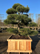 Dekorativ skulpturel bonsaiklippet Østrigsk fyr, Pinus nigra nigra med flot fordeling af puderne