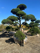 Smuk skulpturel bonsaiklippet Østrigsk fyr, den er ca 40-50 år gammel. 