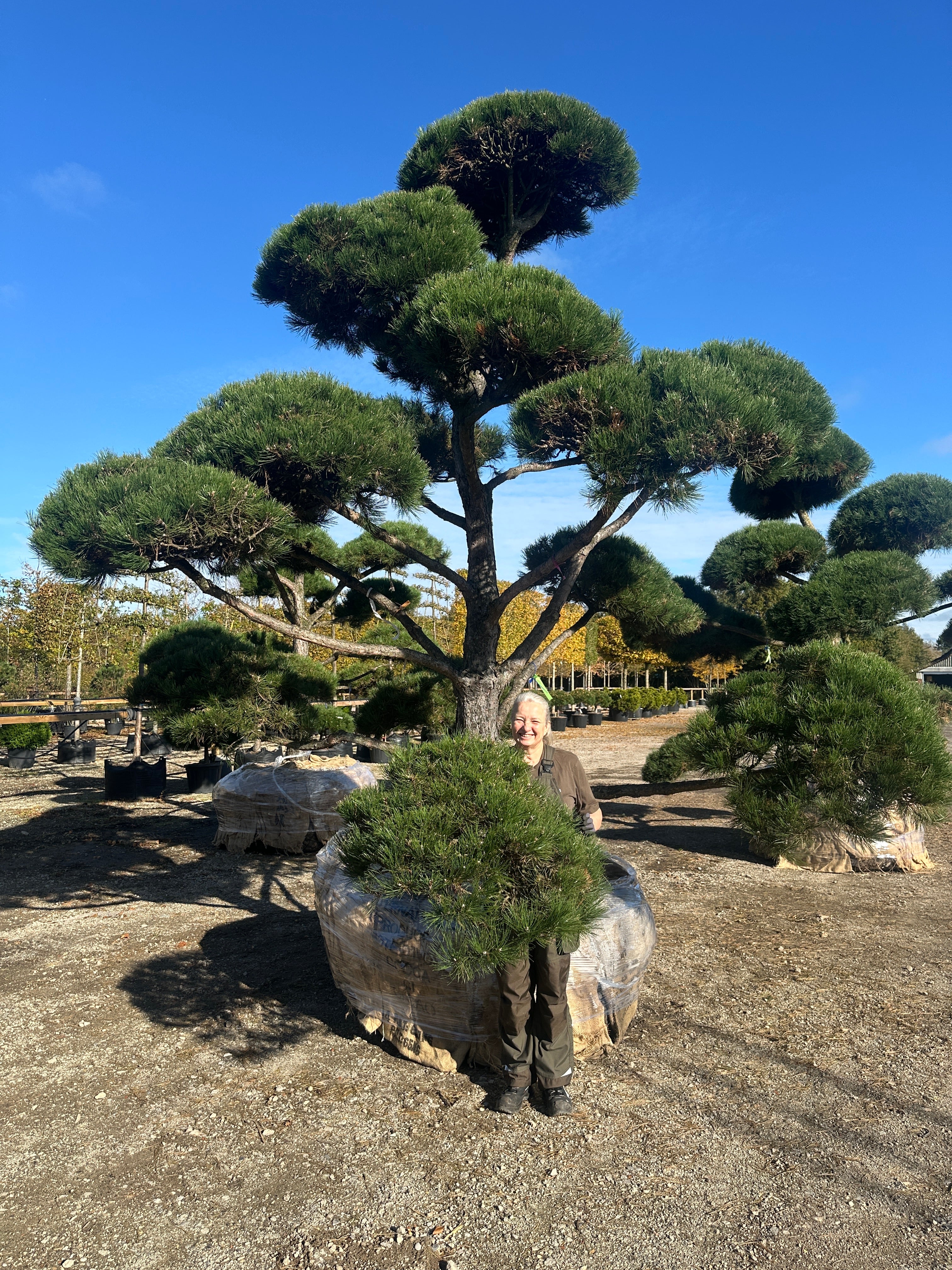 Smuk skulpturel bonsaiklippet Østrigsk fyr, den er ca 40-50 år gammel. 