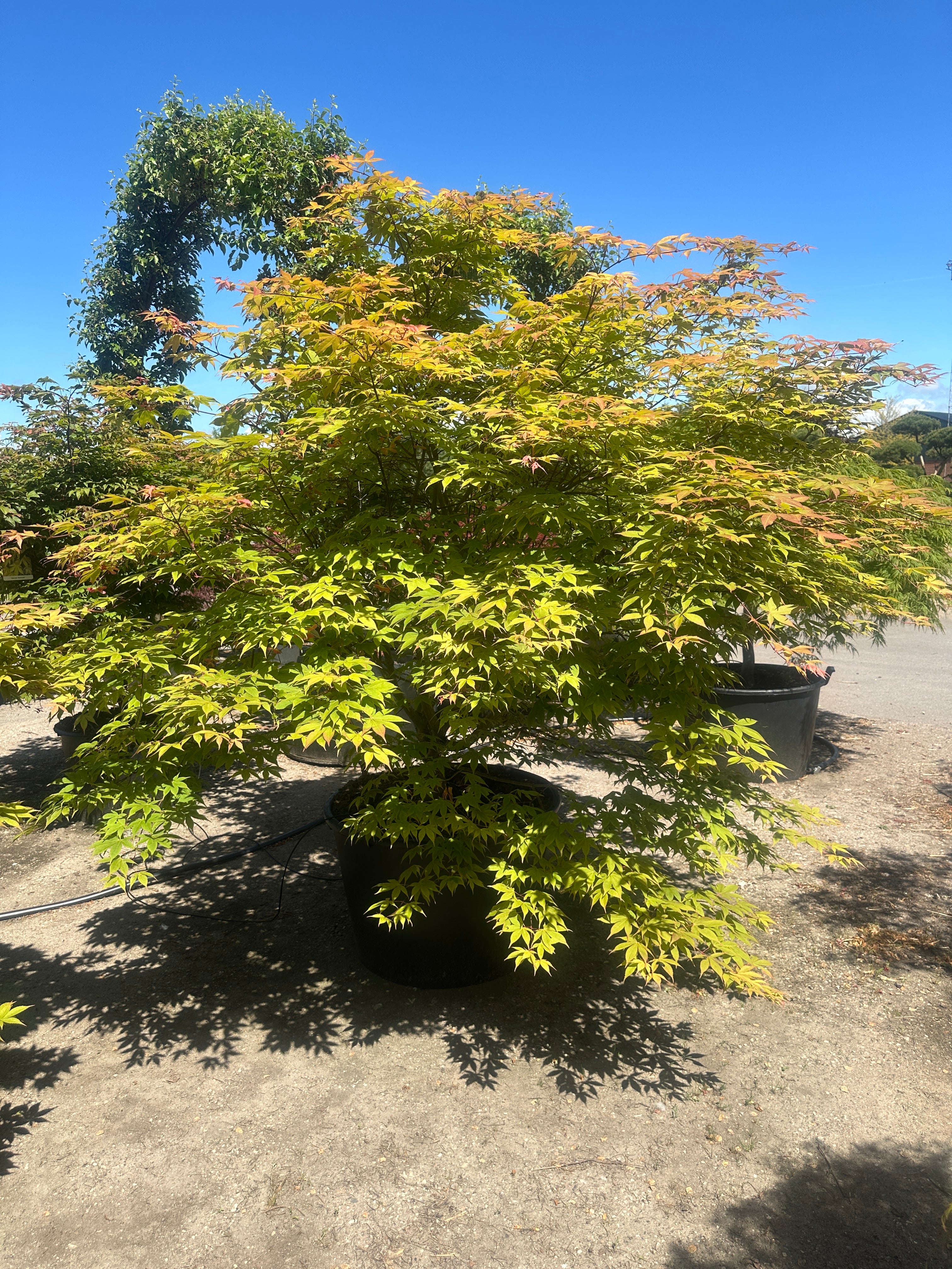 Japansk ahorn, Acer palmatum Osakazuki, som en stor, tæt busk med friske, grønne blade.
