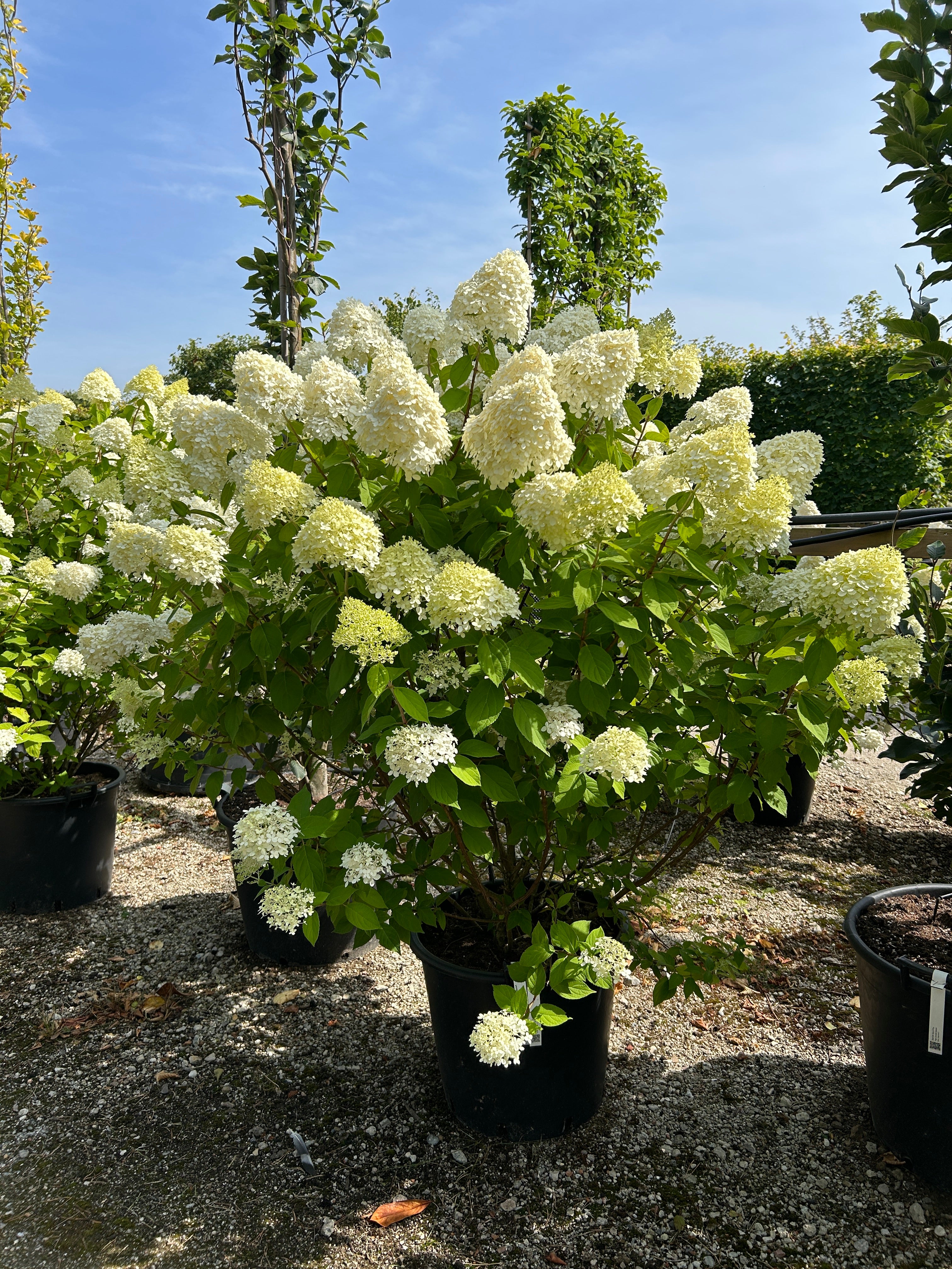 En stor og flot Limelight syrenhortensiabusk fyldt med enorme, limegrønne blomsterklaser.