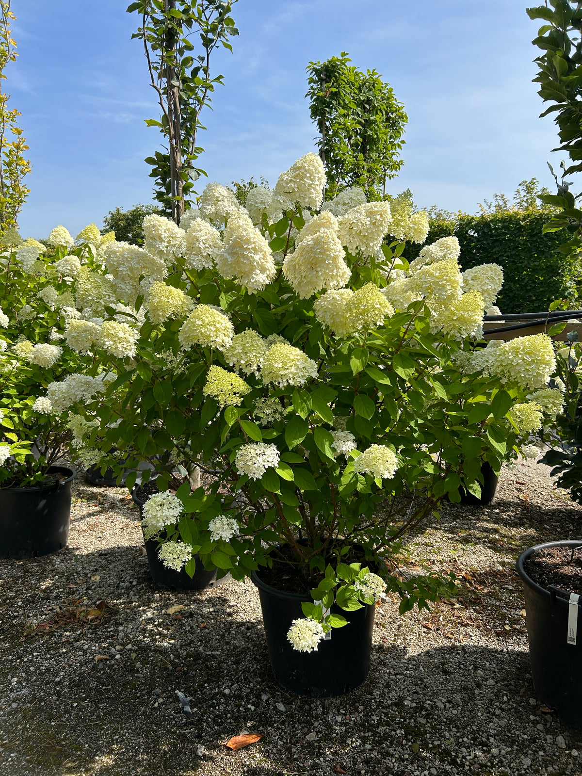 En stor og flot Limelight syrenhortensiabusk fyldt med enorme, limegrønne blomsterklaser.