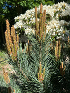 Flotte nye Lys/skud på en busket dværg skovfyr, Pinus sylvestris Watereri