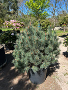 Flotte busket Dværg skovfyr, Pinus sylvestris Watereri 