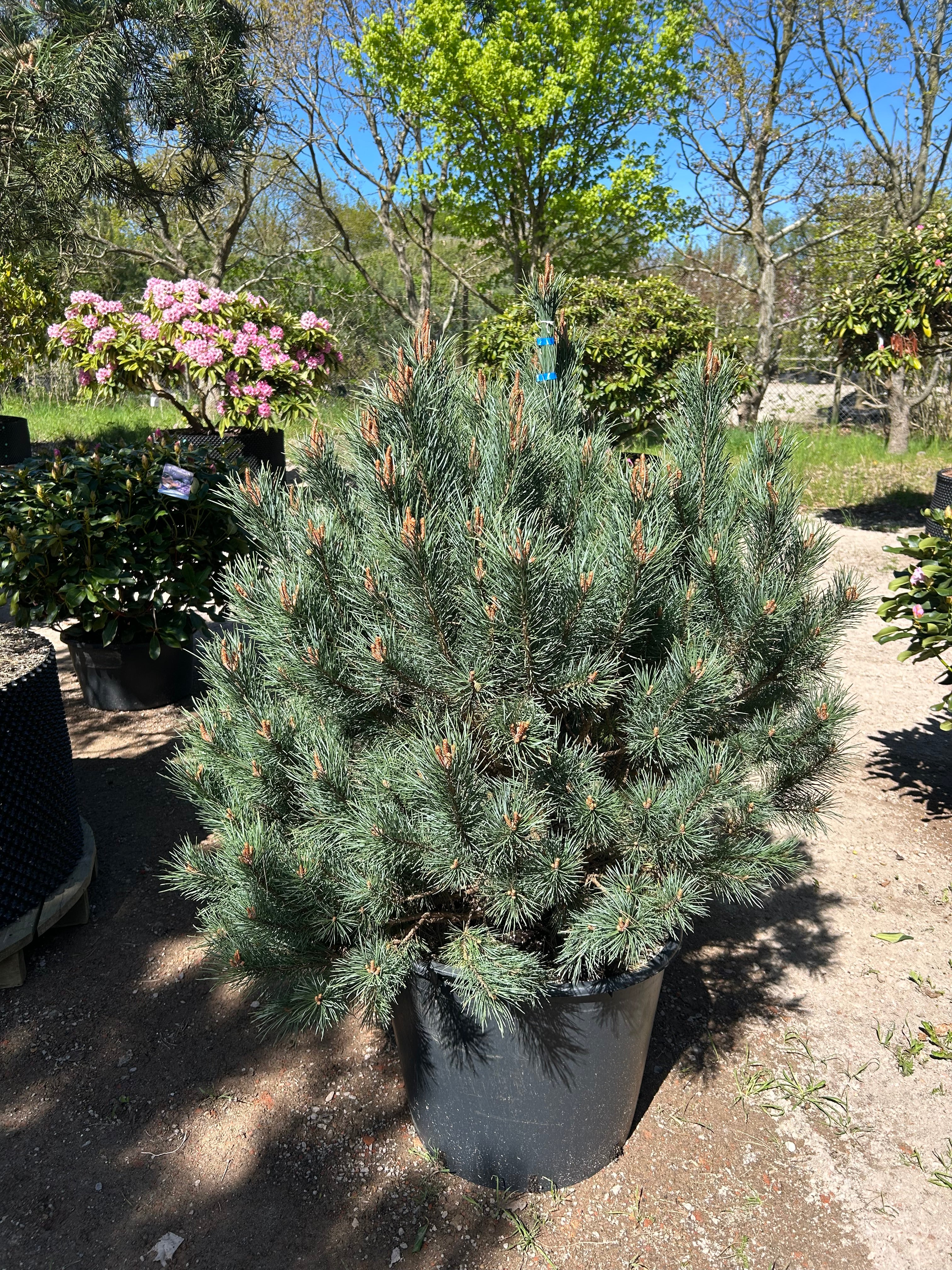 Flotte busket Dværg skovfyr, Pinus sylvestris Watereri 