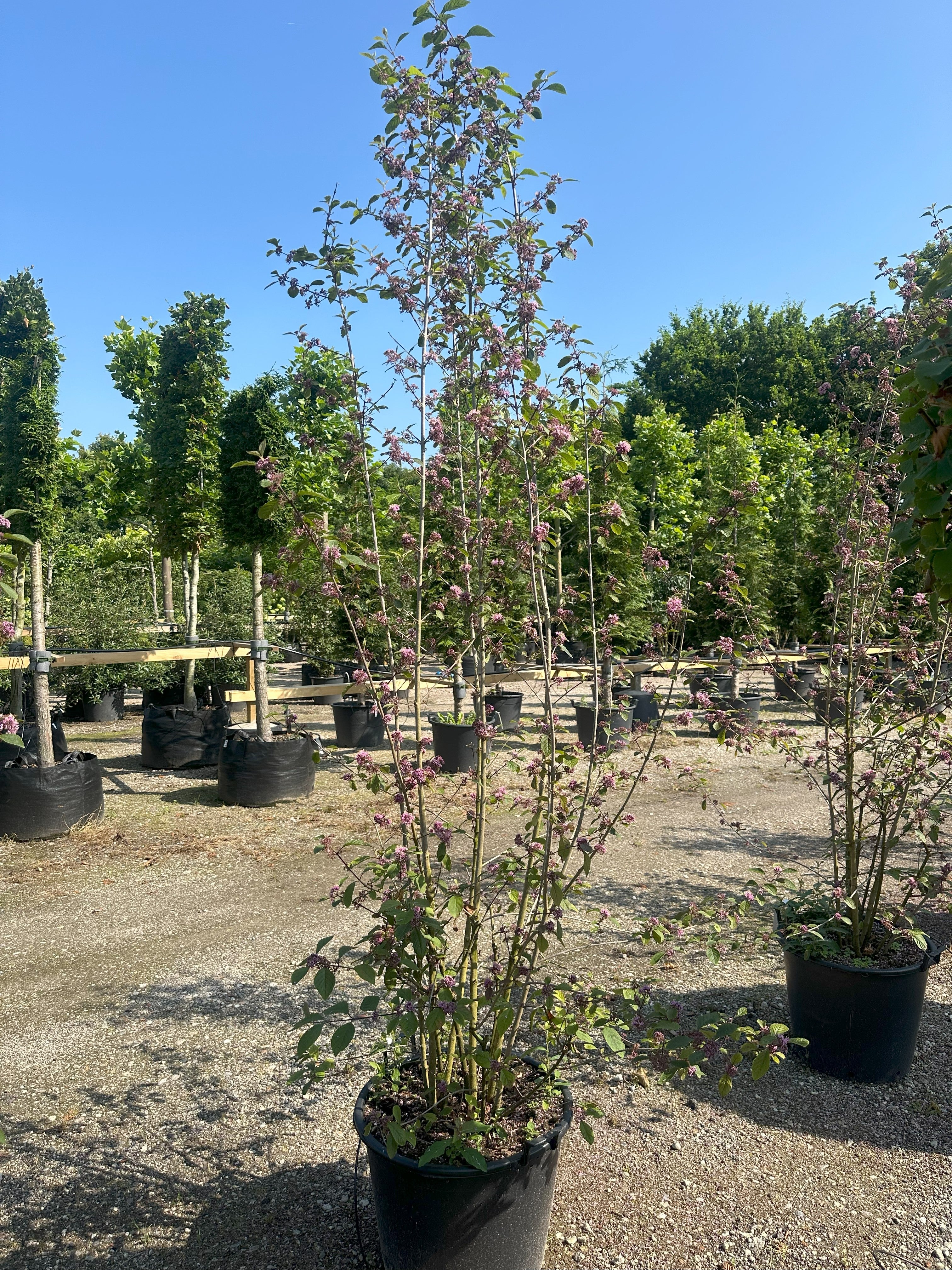 Busket Callicarpa bodinieri Profusion, glasbær, med smukke lilla blomster