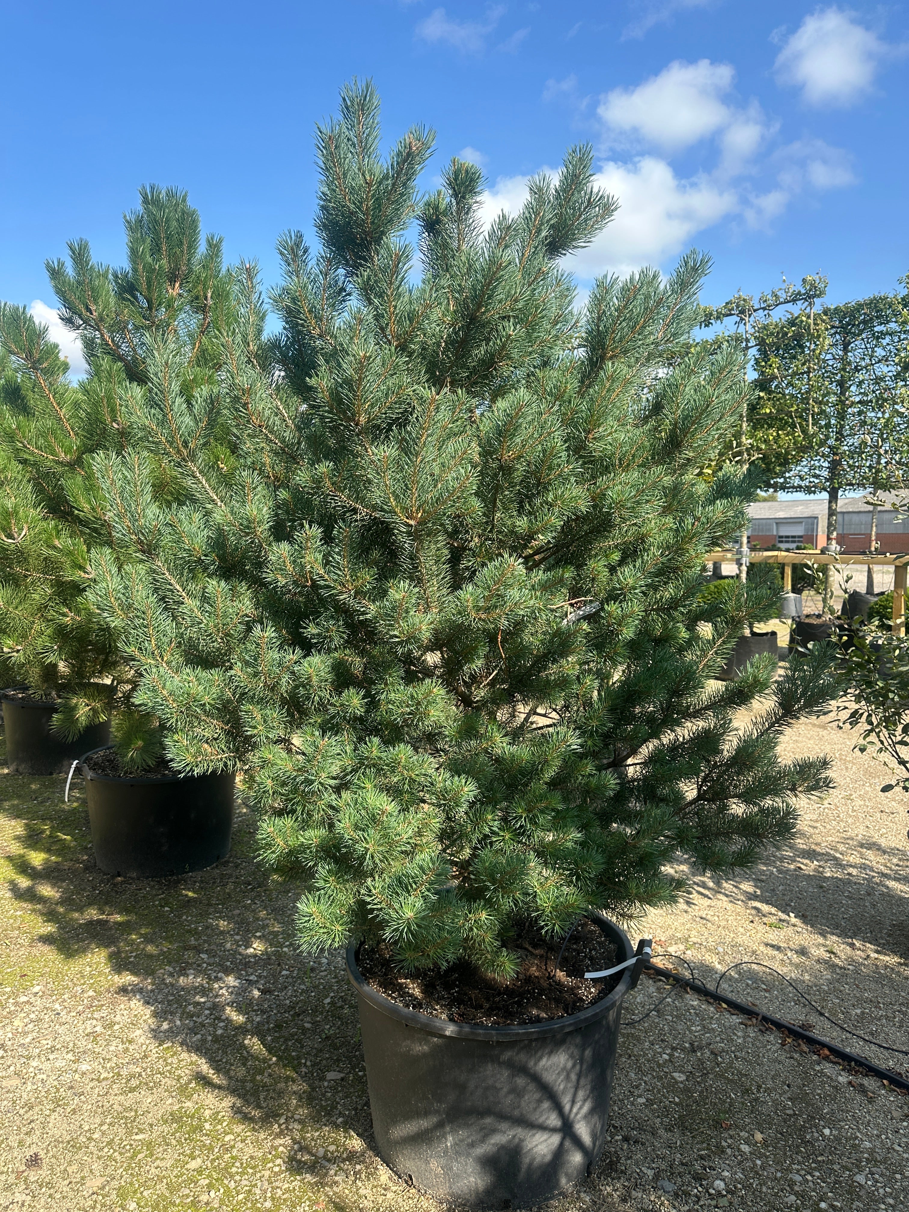 Flotte kraftig busket Norsk skovfyr, Pinus sylvestris Norsk, 