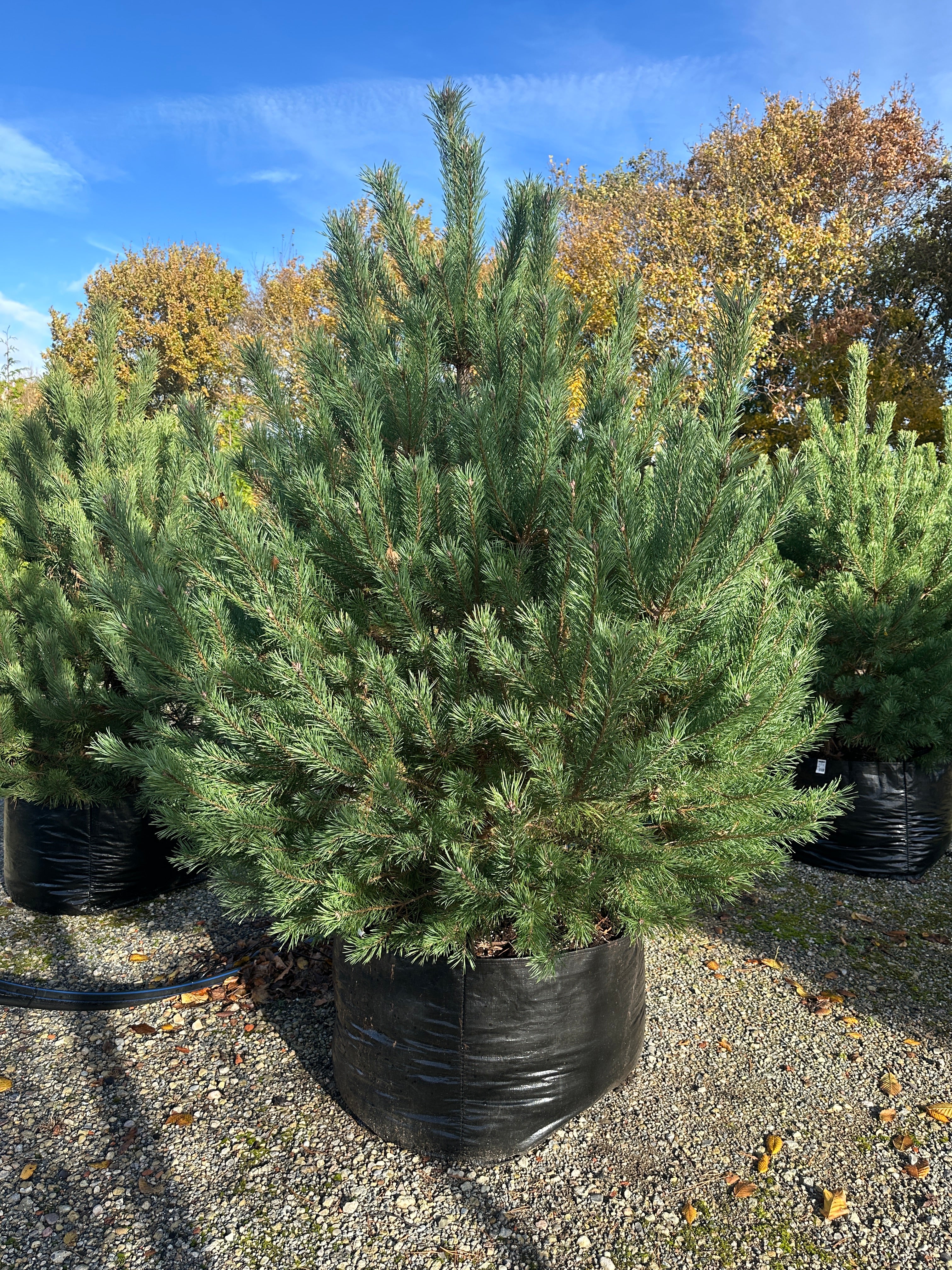 Flotte busket Skovfyr, Pinus sylvestris Norske