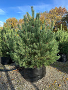 Flotte busket Skovfyr, Pinus sylvestris Norske
