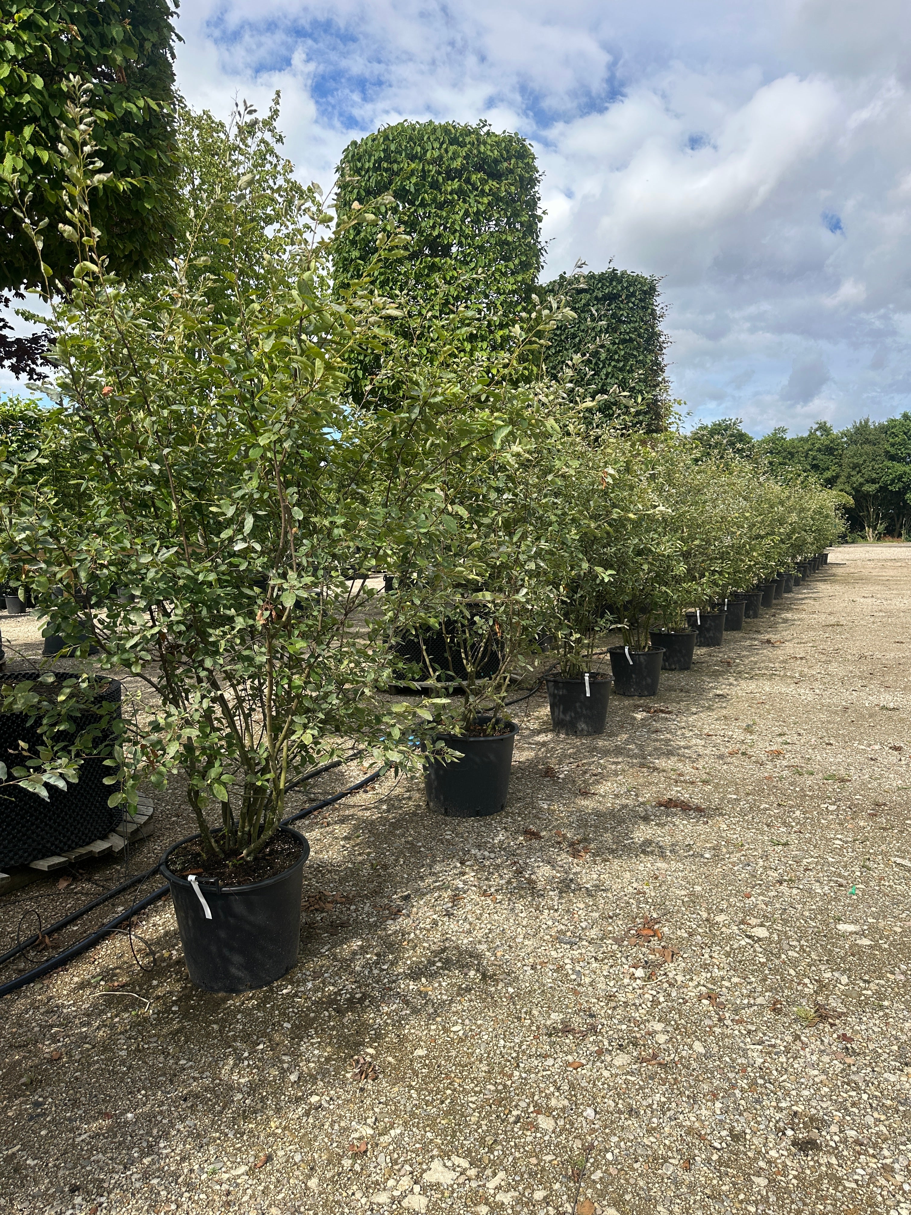 flotte busket Amelanchier LAmarckii, Bærmispel, med mange stammer og skulpturelle kroner. 