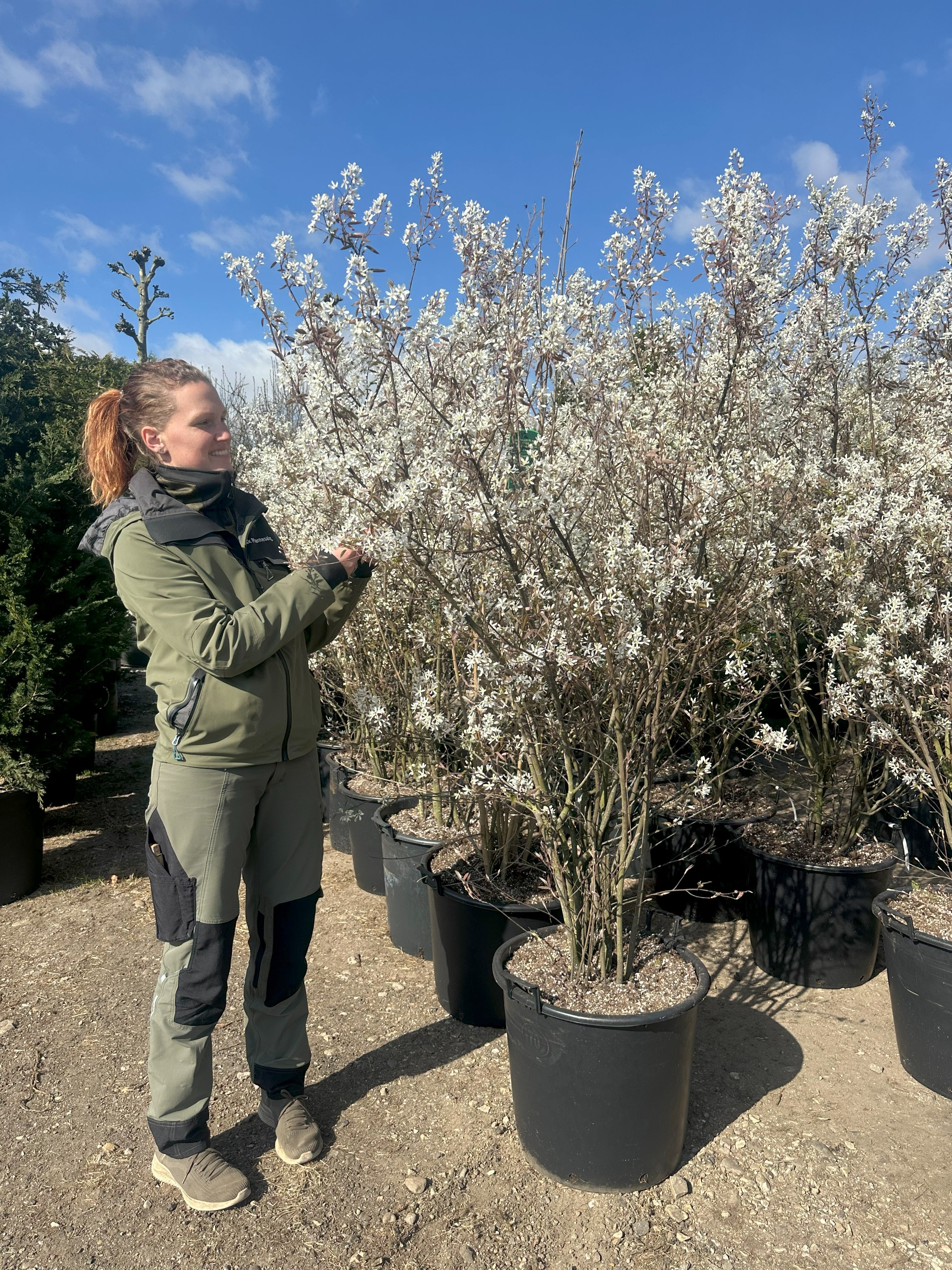 Busket kraftige bærmispel, Amelanchier Lamarckii rigt blomstrende. 