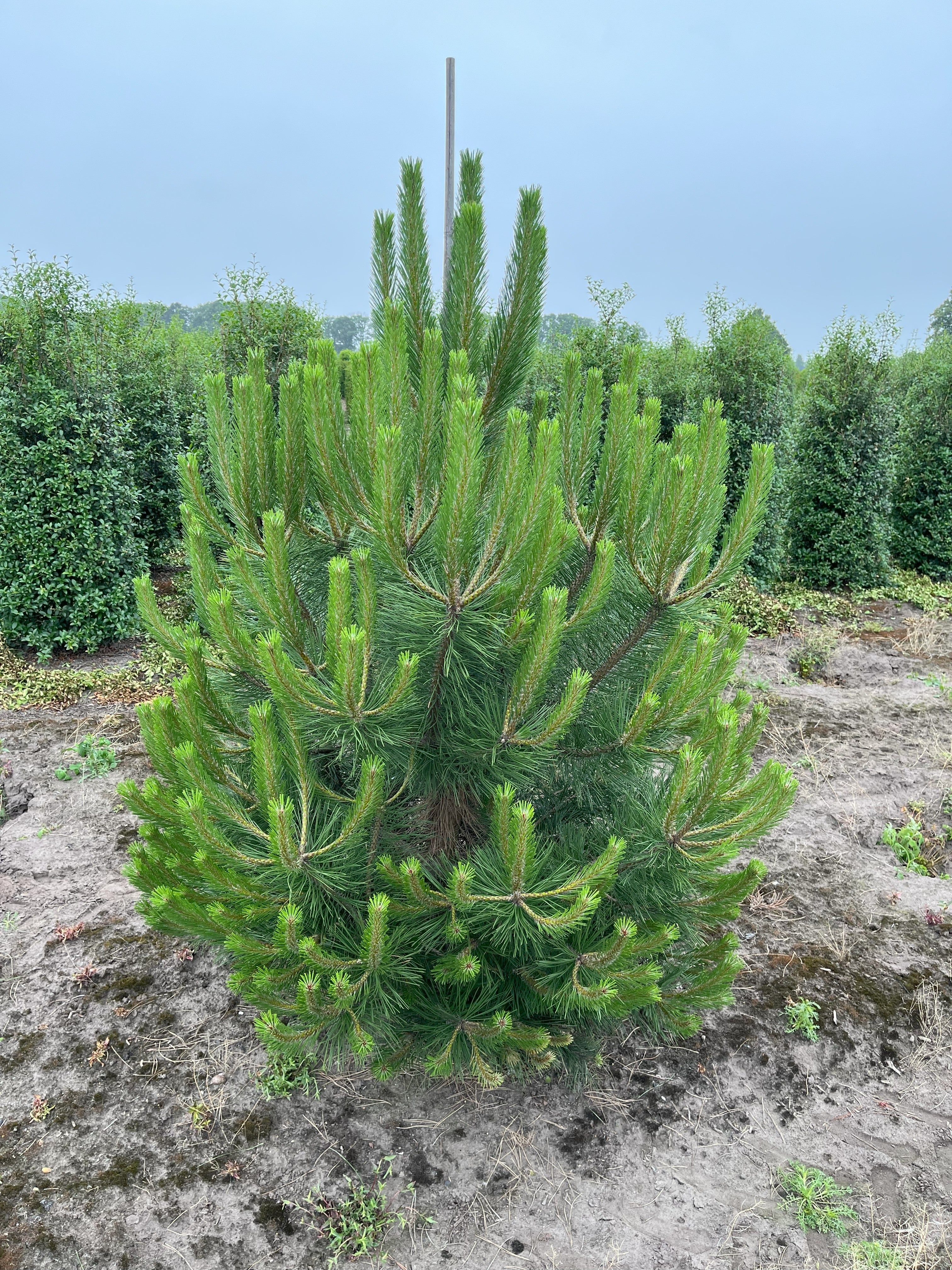 Flotte busket Østrigsk fyr, Pinus nigra nigra 