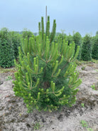 Flotte busket Østrigsk fyr, Pinus nigra nigra 