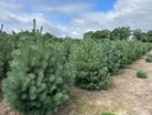 Flotte kraftige busket Skovfyr, Pinus sylvestris Norske 